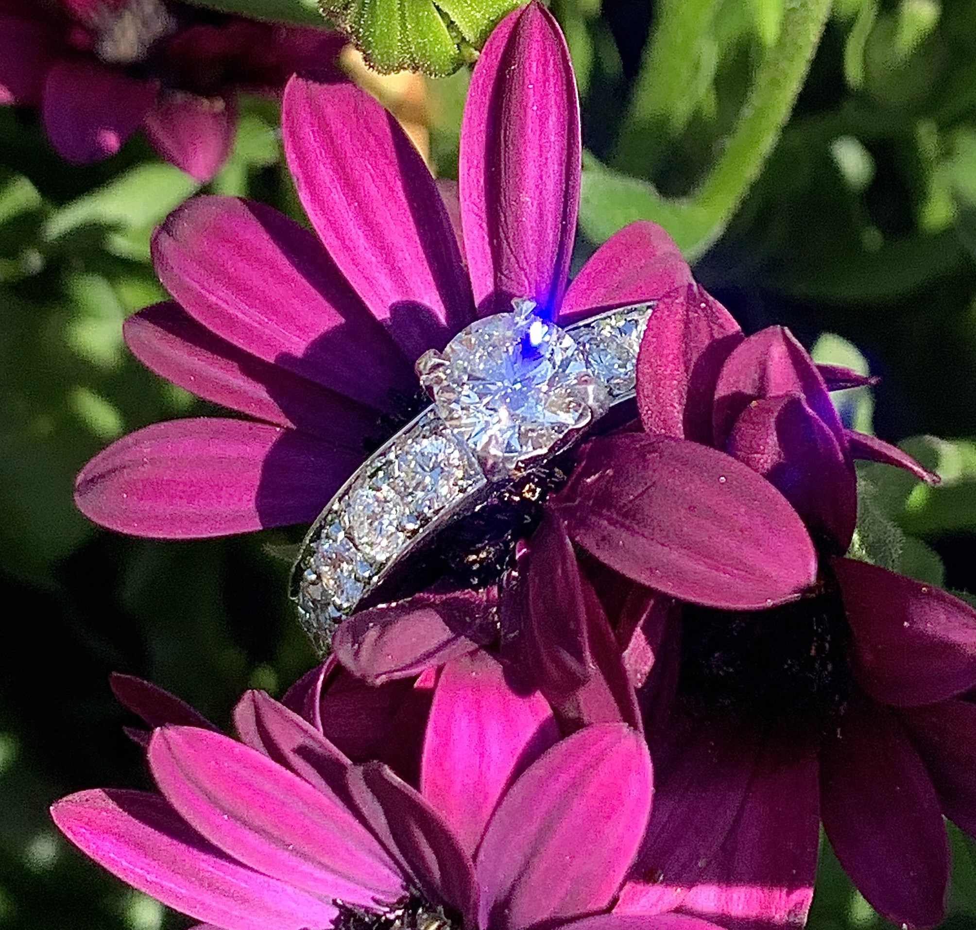Åkersberga ring i fuchia blomma.jpg