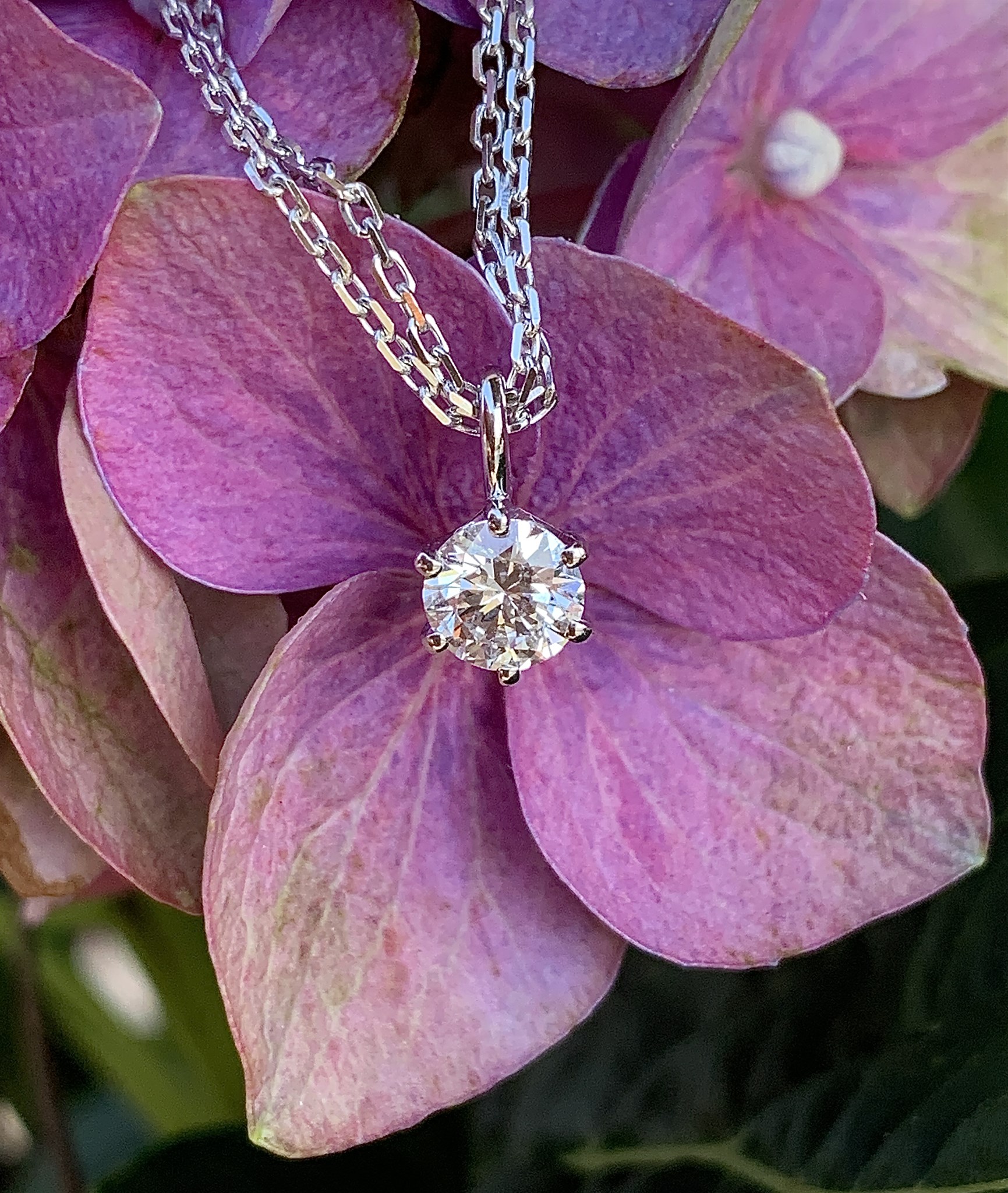 Helenas dia i rosa hortensia.jpg