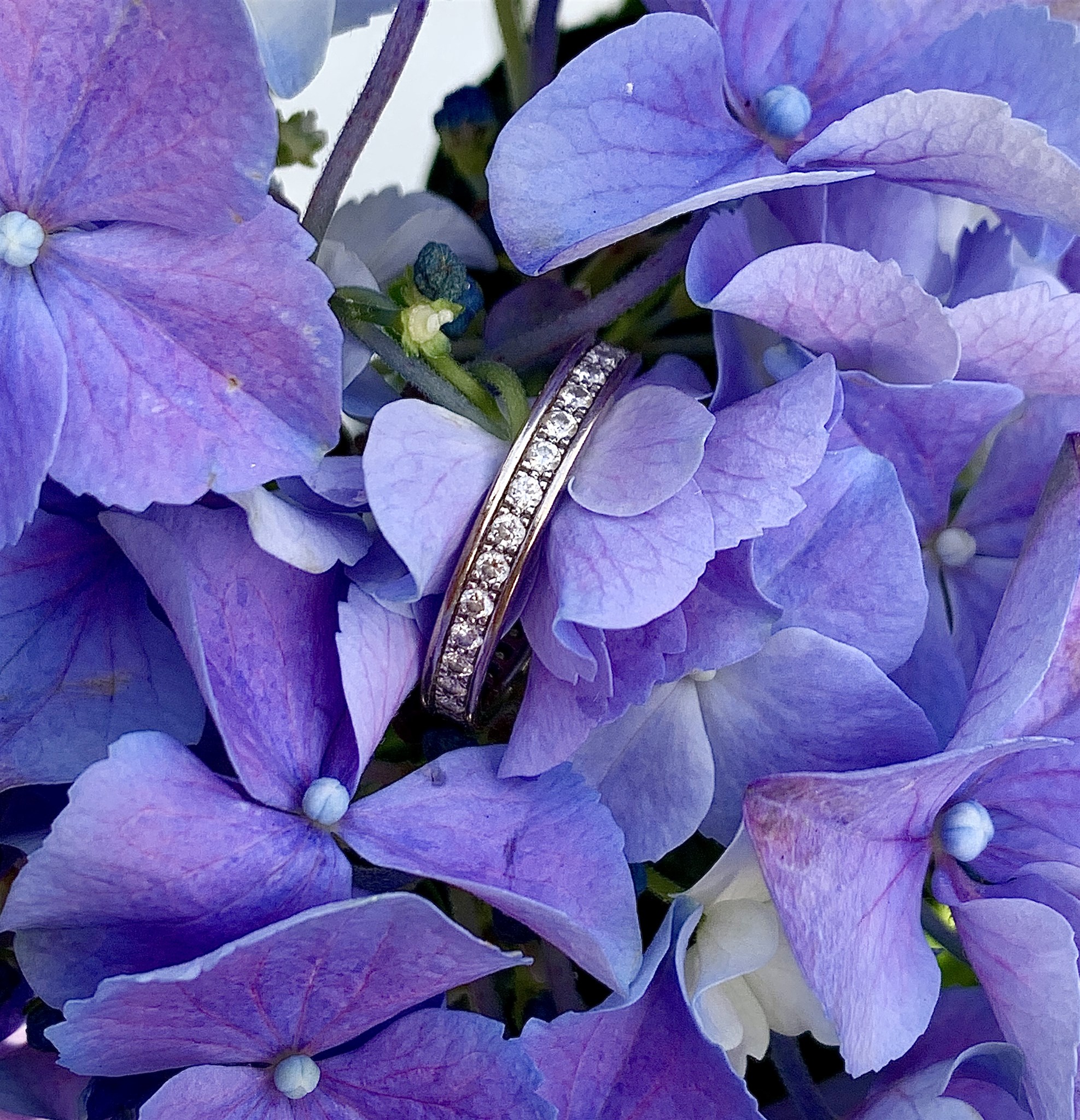 Vitguldsallians i blå hortensia.jpg