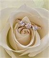 Stefanellas ring i ros.jpg